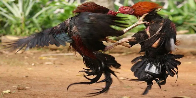 3 lý do tại KUBET