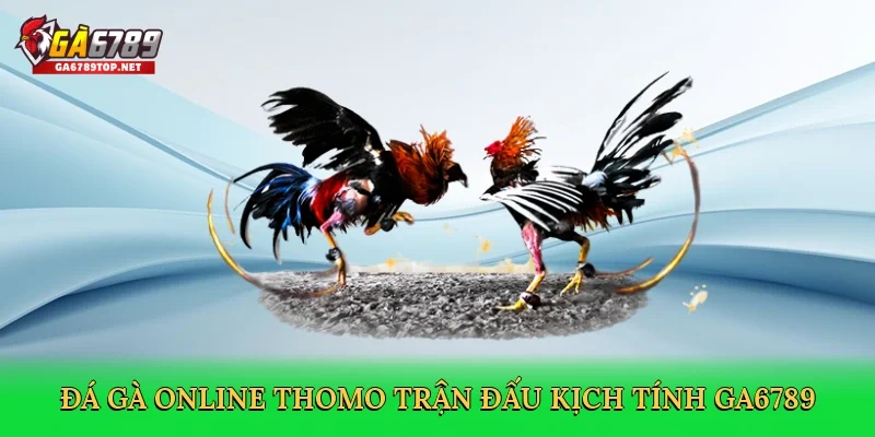 Đá gà online Thomo trận đấu kịch tính GA6789
