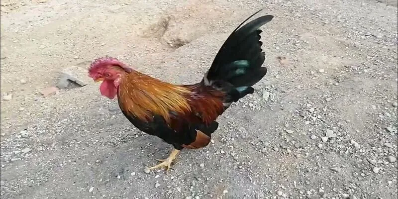 Hỗ trợ 24/7 tại SV66