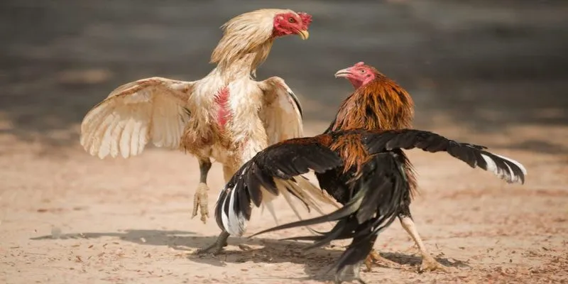 Ưu đãi không phản đối
