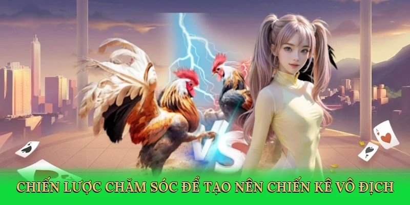 Chiến lược chăm sóc để tạo nên chiến kê vô địch